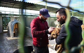 ۳۶ درصد از کل سگ‌های زنده گیری شده در تهران به متقاضیان واگذار شد