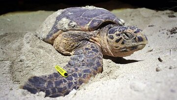 هزار و ۴۳۰ لاک‌پشت دریایی خلیج‌فارس در مدت ۷ سال علامت‌گذاری شدند