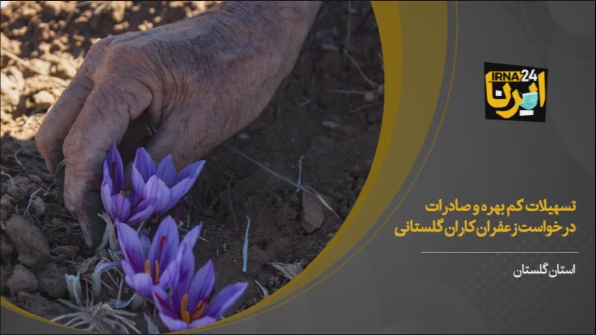 فیلم/تسهیلات کم‌بهره و حذف واسطه‌ها درخواست زعفران‌کاران گلستانی از دولت