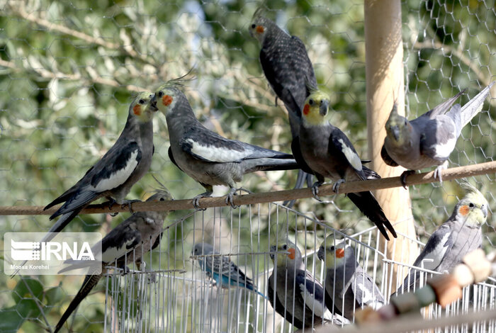 ۳۶ درصدگونه حیات وحش مهره دار ایران در البرز شناسایی شده اند