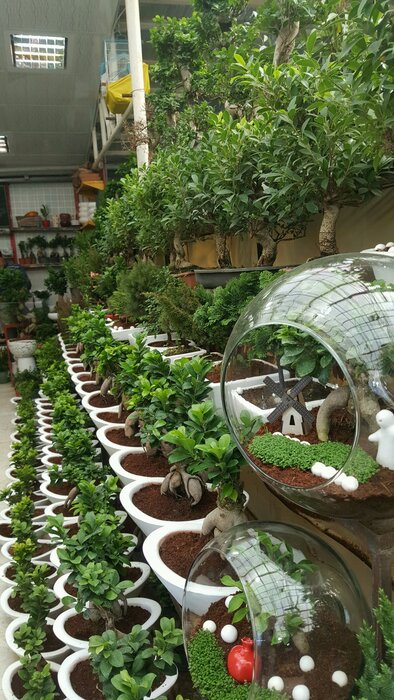 بازارهای گل تهران کجا هستند؟ + آدرس