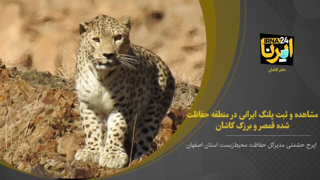 فیلم؛ مشاهده و ثبت پلنگ ایرانی در منطقه حفاظت شده قمصر و برزک کاشان