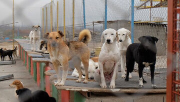 طرح جمع‌آوری سگ‌های بی‌صاحب در مهاباد آغاز شد