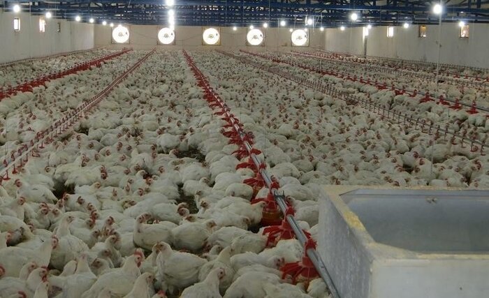 روزانه ۳۰ تن مرغ و تخم مرغ در ابرکوه تولید وروانه بازار مصرف می شود