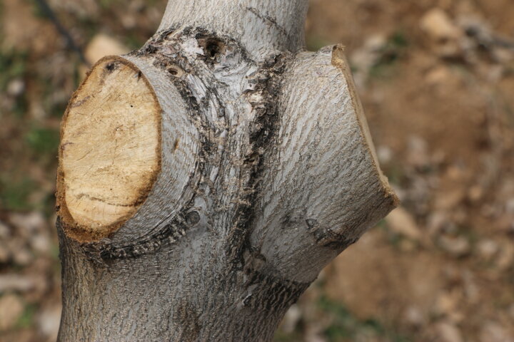 ۲۰سال تلاش برای اصلاح ارقام گردو در کهگیلویه و بویراحمد
