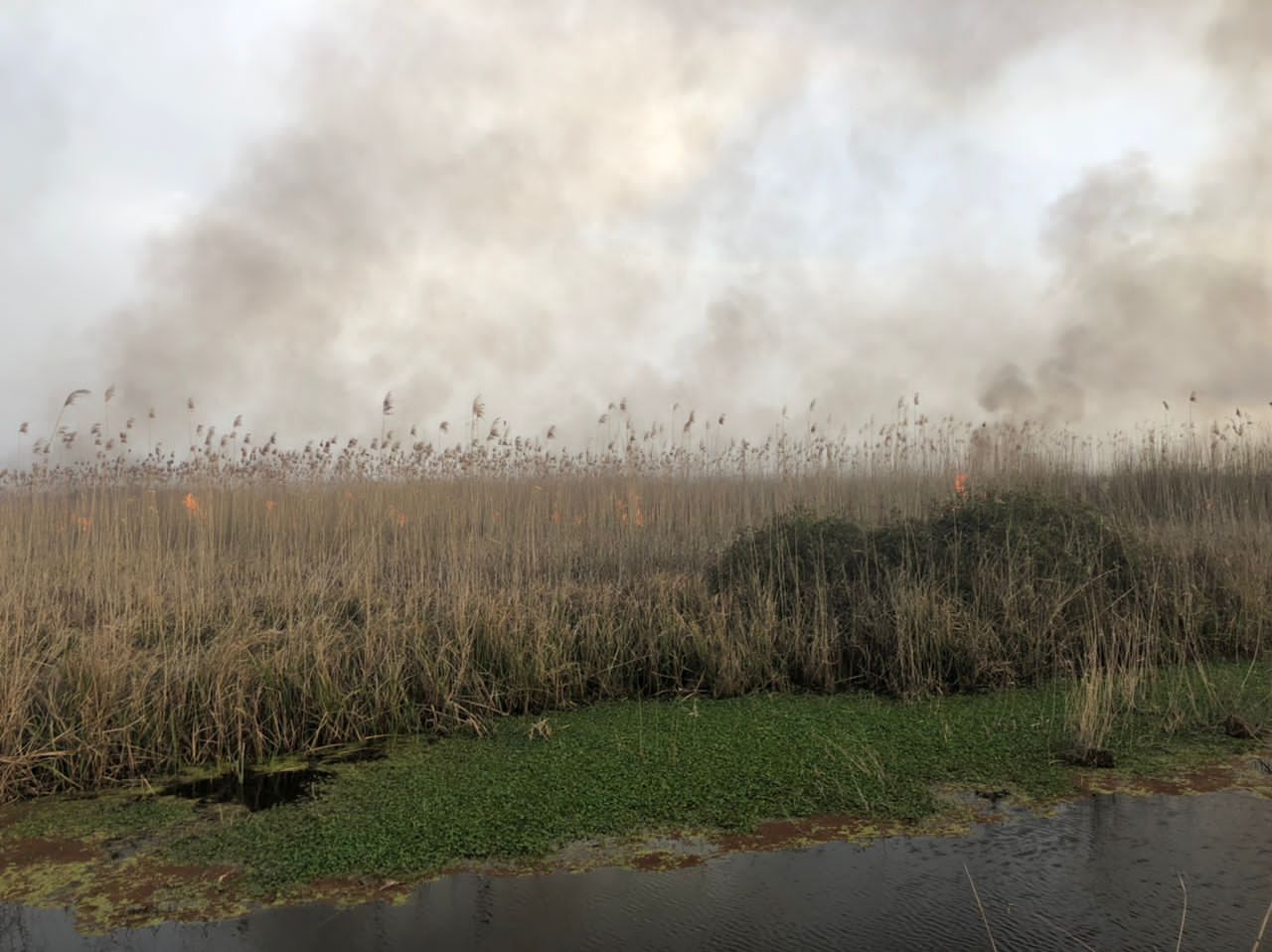 آتش در تالاب انزلی بهطور کامل خاموش شد  آتش در تالاب انزلی بهطور کامل خاموش شد