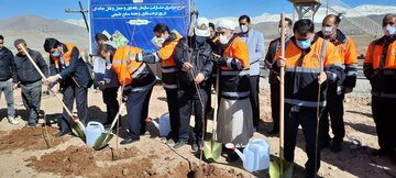 کاشت ۳۰ هزار اصله نهال از سوی سازمان راهداری کشور
