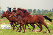 ۱۰ راس اسب کاسپین ایران ثبت بین المللی شدند