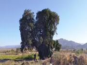 درخت سرو نوش کهنسال روستای زیبَد گناباد در فهرست آثار ملی ایران ثبت شد