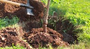 کاشت پنج هزار اصله درخت به مناسبت سالروز عملیات بازی دراز آغاز شد