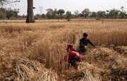 دومین محموله گندم هند به افغانستان رسید