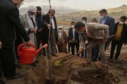 استاندار کردستان:ترویج درختکاری به فرهنگ غالب جامعه تبدیل شود