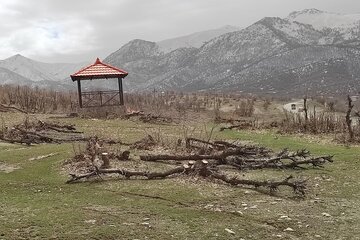 قلع و قمع درختان بلوط منطقه سورین بانه