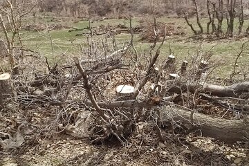 قلع و قمع درختان بلوط منطقه سورین بانه