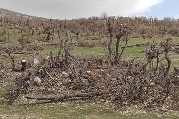 قلع و قمع درختان بلوط منطقه سورین بانه