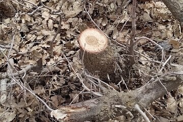 قلع و قمع درختان بلوط منطقه سورین بانه