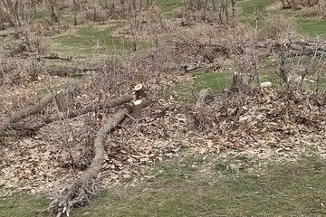 قلع و قمع درختان بلوط منطقه سورین بانه