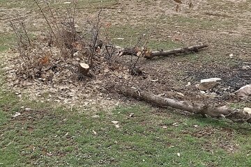 قلع و قمع درختان بلوط منطقه سورین بانه