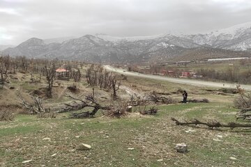 قلع و قمع درختان بلوط منطقه سورین بانه