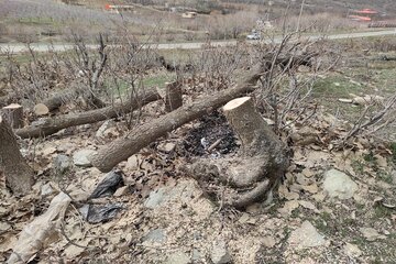 قلع و قمع درختان بلوط منطقه سورین بانه