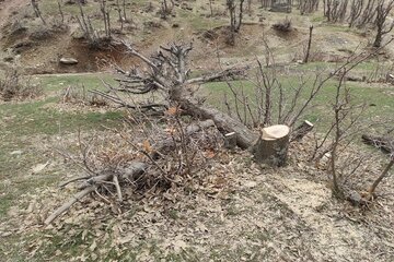 قلع و قمع درختان بلوط منطقه سورین بانه