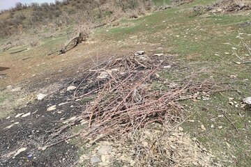 قلع و قمع درختان بلوط منطقه سورین بانه