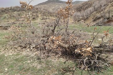 قلع و قمع درختان بلوط منطقه سورین بانه