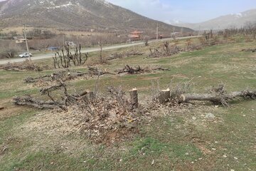 قلع و قمع درختان بلوط منطقه سورین بانه