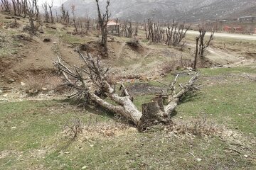 قلع و قمع درختان بلوط منطقه سورین بانه