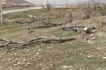 قلع و قمع درختان بلوط منطقه سورین بانه