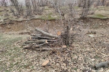 قلع و قمع درختان بلوط منطقه سورین بانه