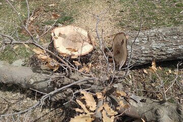 قلع و قمع درختان بلوط منطقه سورین بانه