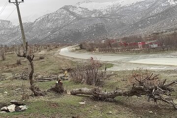 قلع و قمع درختان بلوط منطقه سورین بانه