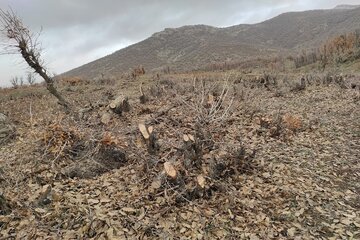 قلع و قمع درختان بلوط منطقه سورین بانه
