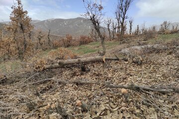 قلع و قمع درختان بلوط منطقه سورین بانه