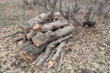 قلع و قمع درختان بلوط منطقه سورین بانه