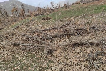 قلع و قمع درختان بلوط منطقه سورین بانه