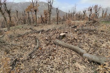 قلع و قمع درختان بلوط منطقه سورین بانه
