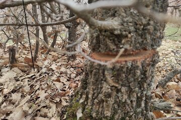 قلع و قمع درختان بلوط منطقه سورین بانه