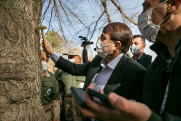 درختان جنگلی کرمانشاه صاحب شناسنامه الکترونیک می‌شوند
