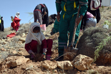 مراسم روز درختکاری در بام سبز شیراز