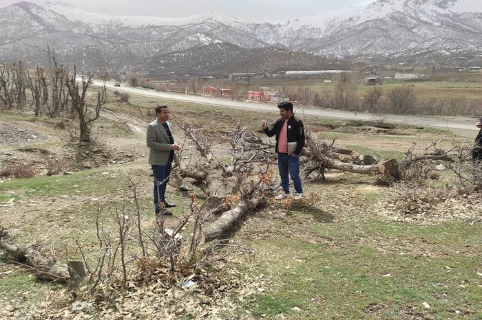 تیشه زمینخواران بر ریشه جنگلهای بلوط بانه