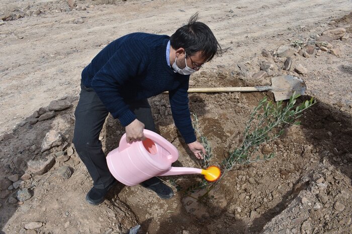 فراگیری نهضت کاشت درختان میوه در محیط‌های عمومی، نیازمند پیشگامی ادارات دولتی