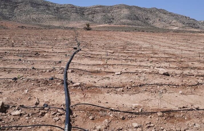 کشت درختان تجاری در شهر جهرم آغاز شد کشت درختان تجاری در شهر جهرم آغاز شد