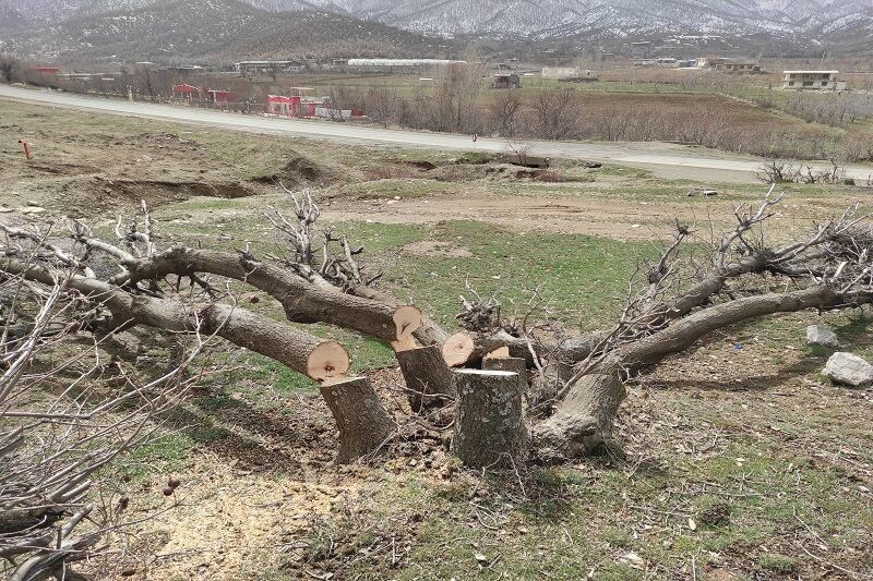 حمله کنندگان به محیط بانان چوار بازداشت شدند   حمله کنندگان به محیط بانان چوار بازداشت شدند