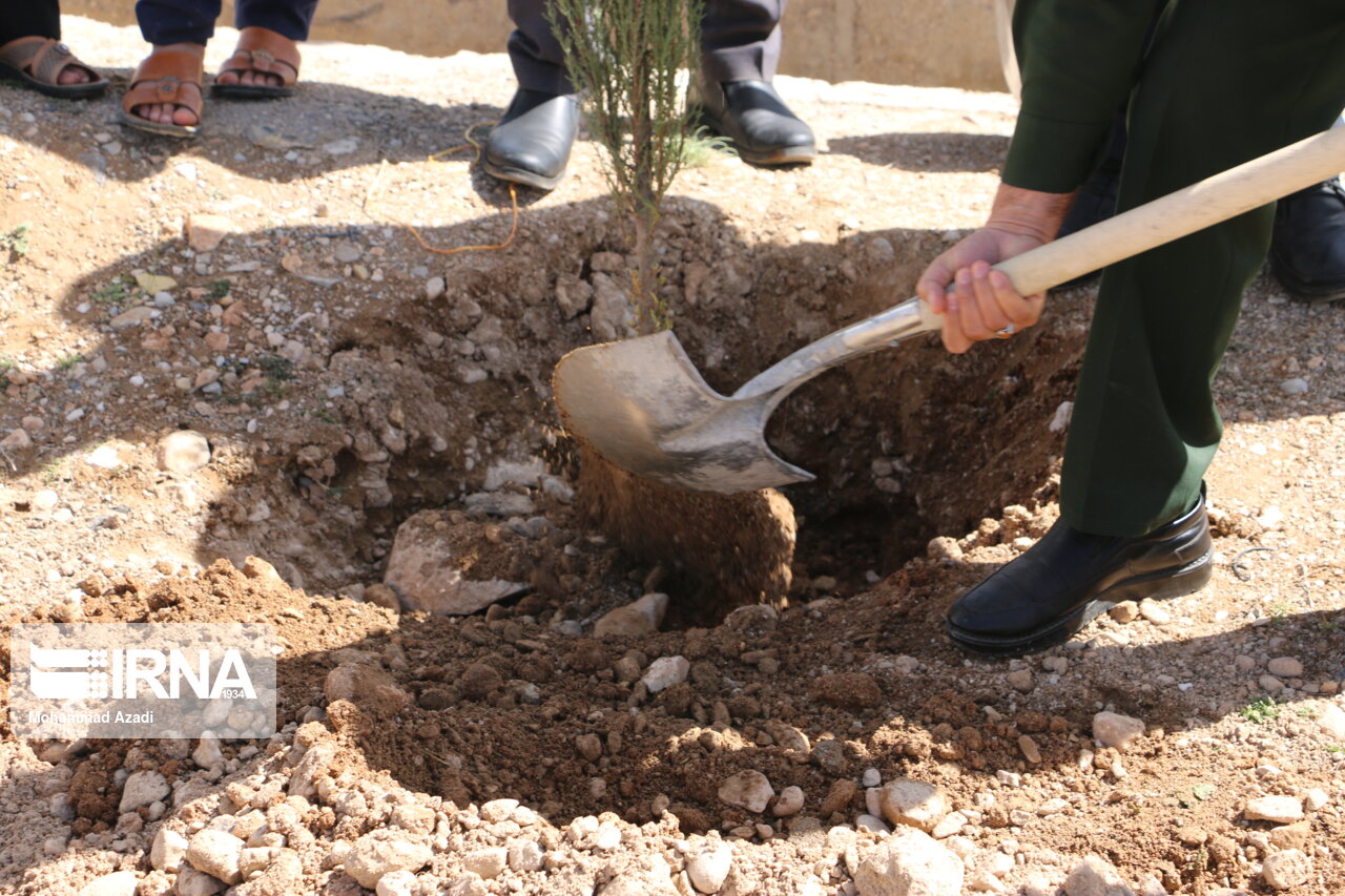 ۷۰ هزار اصله درخت مثمر در مشهد کاشته شده‌ است