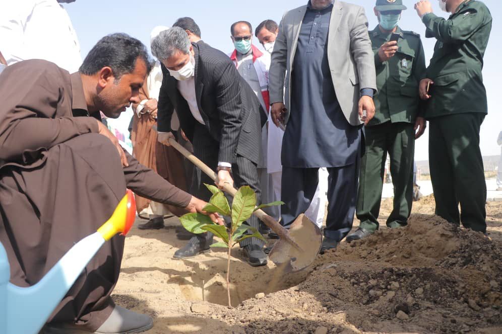 بیش از ۲ هزار درخت، درختچه و نهال در چابهار کاشته شد