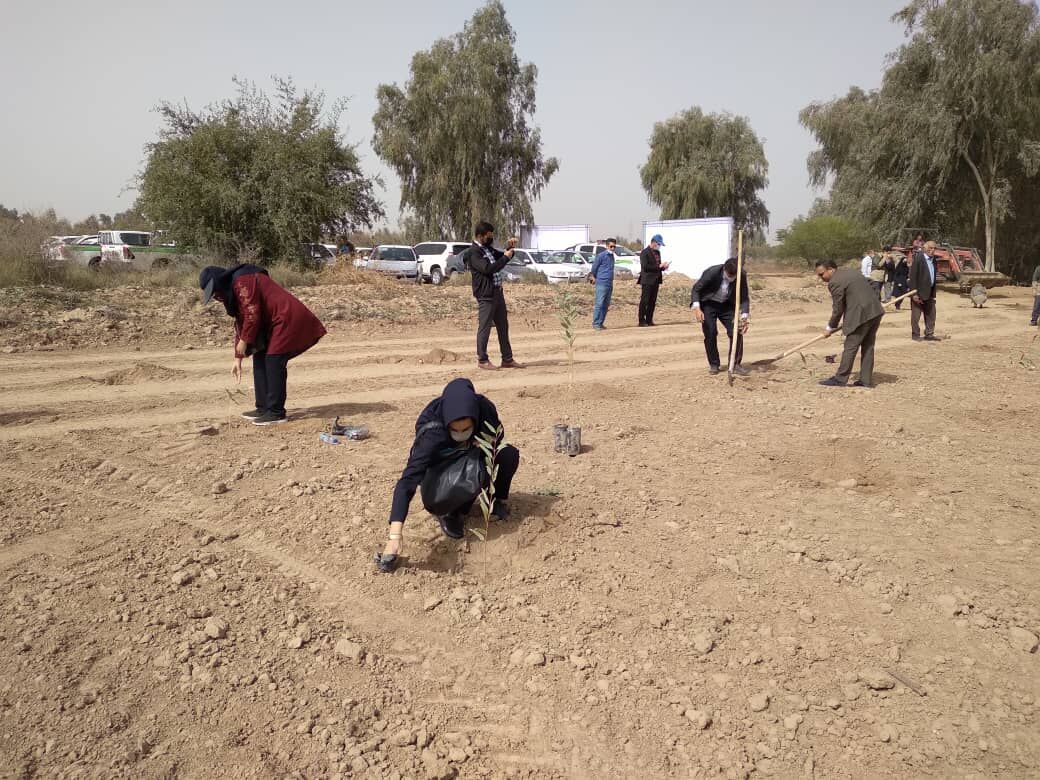 معاون استاندار: زراعت چوب جایگزین کشت شلتوک در خوزستان شود