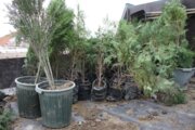 رییس اداره منابع طبیعی: ۴ هزار اصله درخت در اردستان کاشته شد