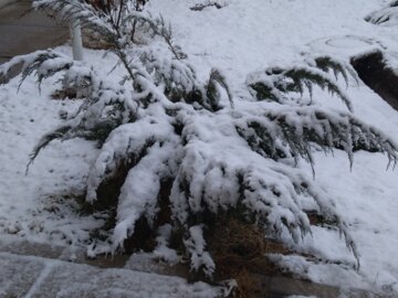 زیبایی های بارش برف در بوکان